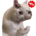 New Funny Cat Memes Stickers WAStickerApps APK